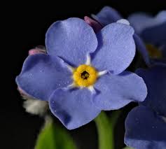 Image result for Vergissmeinnicht