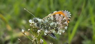 Attēlu rezultāti vaicājumam “Anthocharis cardamines male”