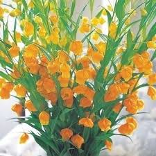 「ソニア・パレス」の画像検索結果