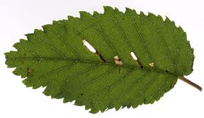 Attēlu rezultāti vaicājumam “Ulmus x hollandica leaf”