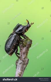 Attēlu rezultāti vaicājumam “Sinodendron cylindricum male”