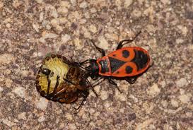 Attēlu rezultāti vaicājumam “Pyrrhocoris apterus nymph”