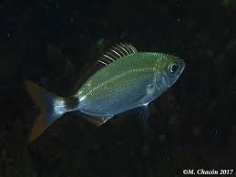 Image result for Oblada melanurus