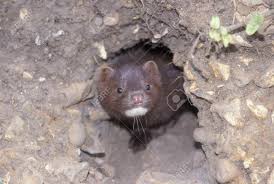 Attēlu rezultāti vaicājumam “Mustela vison”