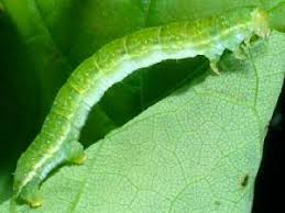 Attēlu rezultāti vaicājumam “Epirrita sp.”