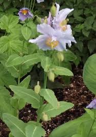 Image result for Meconopsis betonicifolia alba
