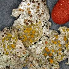 Attēlu rezultāti vaicājumam “Parmelia serrana”