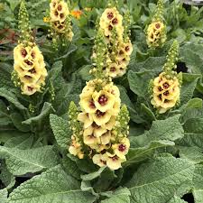 Attēlu rezultāti vaicājumam “Verbascum”