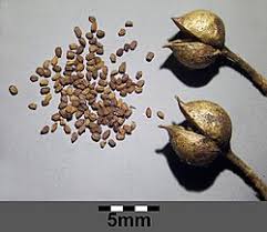 Attēlu rezultāti vaicājumam “Scrophularia umbrosa”