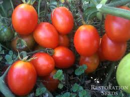 Afbeeldingsresultaat voor principe borghese tomato