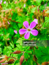 Attēlu rezultāti vaicājumam “Geranium robertianum flower”