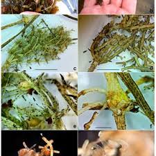 Attēlu rezultāti vaicājumam “Chara filiformis”