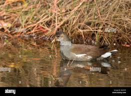 Attēlu rezultāti vaicājumam “Gallinula chloropus juvenile”