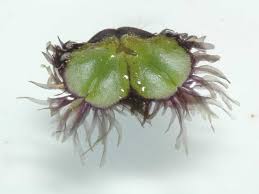 Attēlu rezultāti vaicājumam “Ricciocarpos natans”