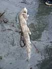 The lesser dogfish, a common member of the shark family, spends most of its - via Daymix