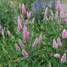 Attēlu rezultāti vaicājumam “Veronica longifolia bud”