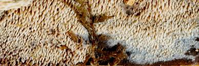 Attēlu rezultāti vaicājumam “Mycoacia fuscoatra”