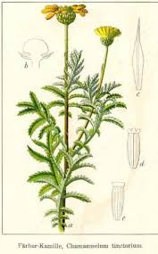 Image result for Färberkamille