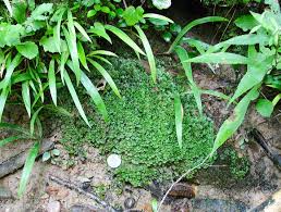 Attēlu rezultāti vaicājumam “Pellia”