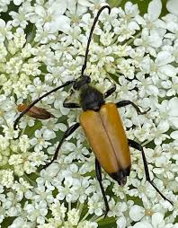 Attēlu rezultāti vaicājumam “Paracorymbia maculicornis”