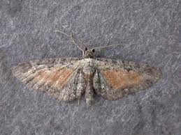 Attēlu rezultāti vaicājumam “Eupithecia icterata”