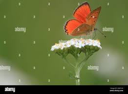 Attēlu rezultāti vaicājumam “Lycaena virgaureae”