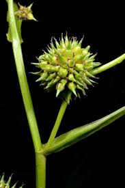 Attēlu rezultāti vaicājumam “Sparganium neglectum”