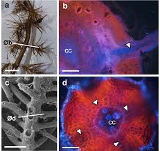 Attēlu rezultāti vaicājumam “Trapa natans leaf”