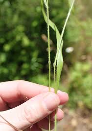 Attēlu rezultāti vaicājumam “Brachypodium sylvaticum fruit”