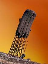 Attēlu rezultāti vaicājumam “Trichia ambigua spores”