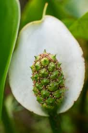 Attēlu rezultāti vaicājumam “Calla palustris flower”