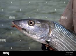 Image result for Albula vulpes