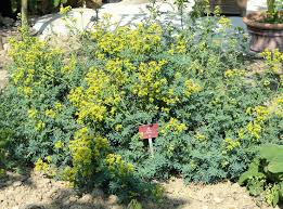 Image result for Ruta graveolens