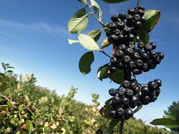Attēlu rezultāti vaicājumam “Aronia melanocarpa fruit”