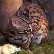 Leopard cat - Wikipedia, the free encyclopedia