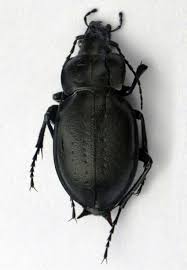 Attēlu rezultāti vaicājumam “Carabus hortensis”