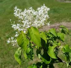Attēlu rezultāti vaicājumam “Syringa reticulata subsp. amurensis”