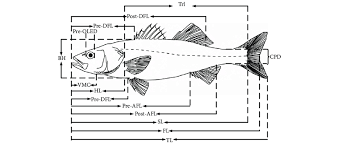 Image result for Dicentrarchus labrax