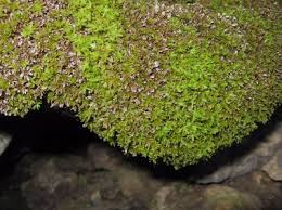 Attēlu rezultāti vaicājumam “Encalypta”