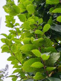 Attēlu rezultāti vaicājumam “Carpinus betulus leaf”