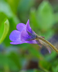 Attēlu rezultāti vaicājumam “Pinguicula vulgaris”
