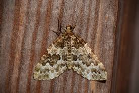 Attēlu rezultāti vaicājumam “Electrophaes corylata”