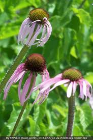 Image result for Echinacea pallida