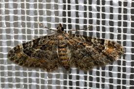 Attēlu rezultāti vaicājumam “Gymnoscelis rufifasciata”