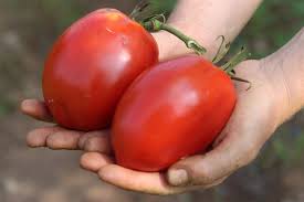 Afbeeldingsresultaat voor amish paste tomato