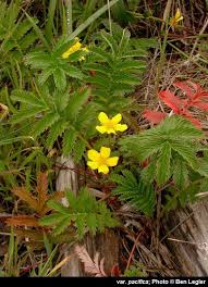 Image result for Potentilla anserina