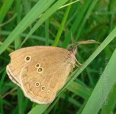 Attēlu rezultāti vaicājumam “Aphantopus hyperantus upperside”