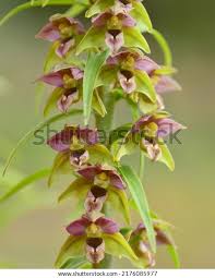 Attēlu rezultāti vaicājumam “Epipactis helleborine”