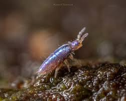 Attēlu rezultāti vaicājumam “Ptenothrix sp.”