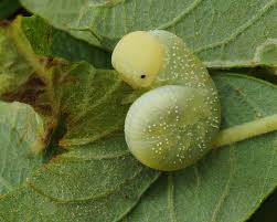 Attēlu rezultāti vaicājumam “Cimbex luteus”